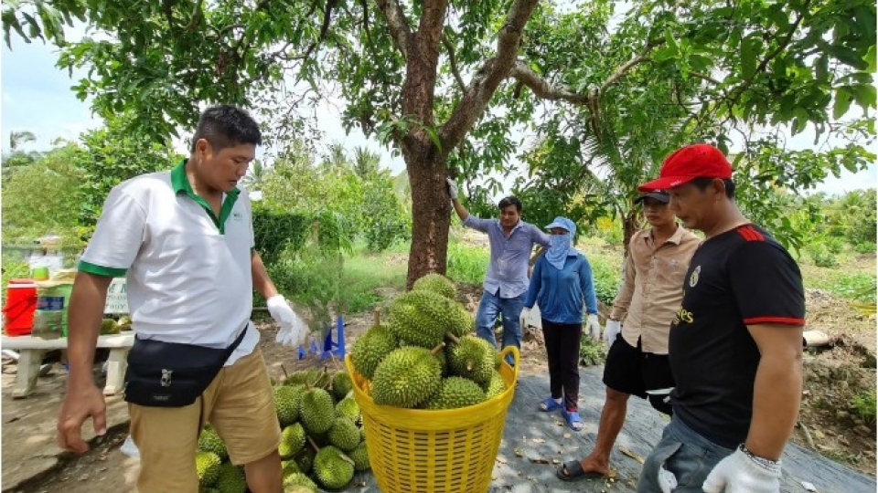 Vietnamese durians secure a strong foothold in Taiwan_0.jpg