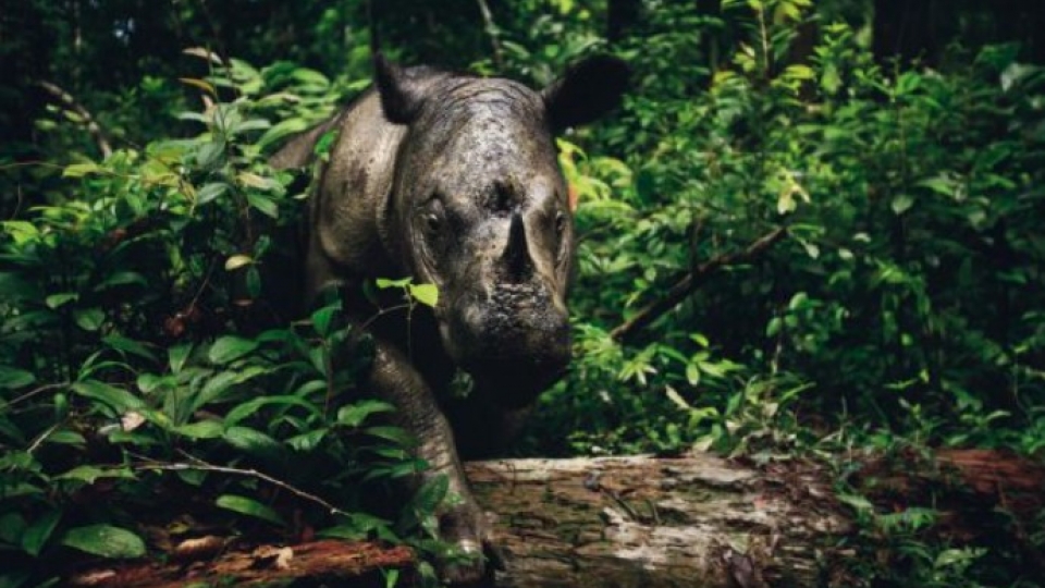Wildlife protection.jpg