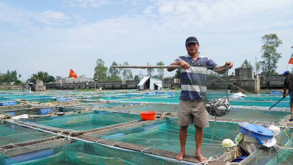 Gần 300 tấn cá lồng bè trên sông Thu Bồn chết hàng loạt