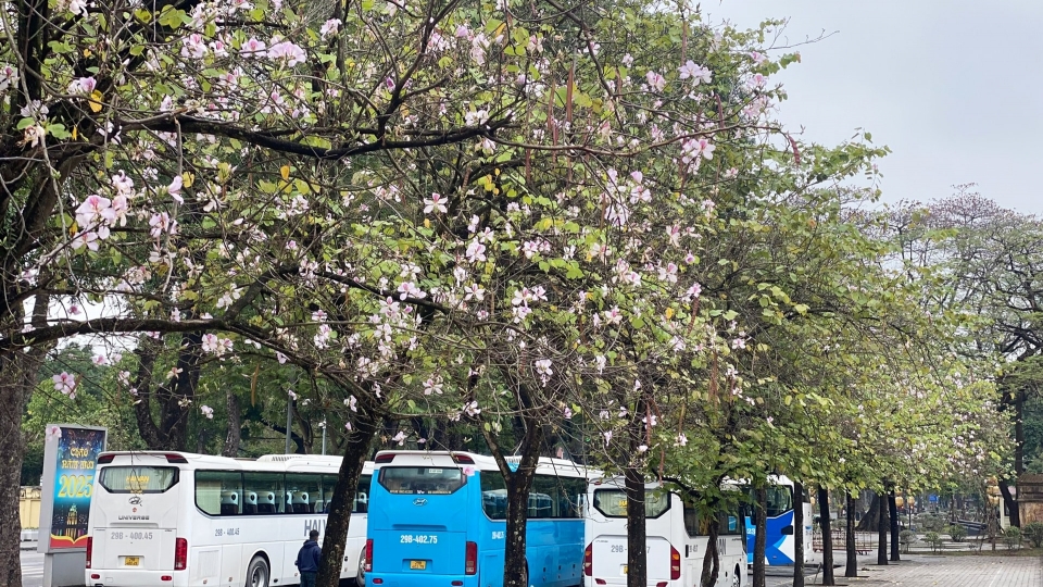 Hoa Ban blossoms add charm to Hanoi streets