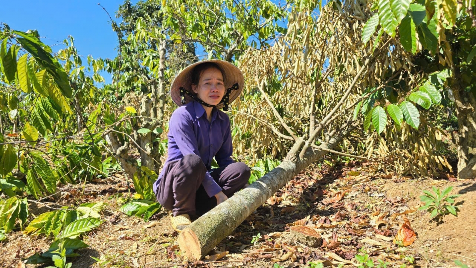 Hàng trăm trụ tiêu, cà phê ở Gia Lai bị phá hoại