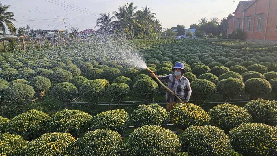 Hơn 8 triệu sản phẩm hoa, kiểng Chợ Lách được tiêu thụ dịp Tết