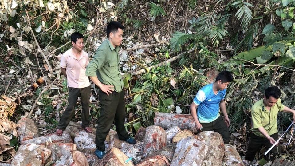 luc_luong_chuc_nang_kiem_dem_tai_hien_truong_pha_rung_khai_thac_go_trai_phep.jpeg