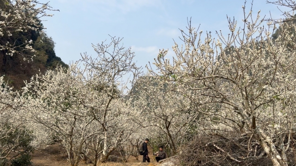 nền.jpg