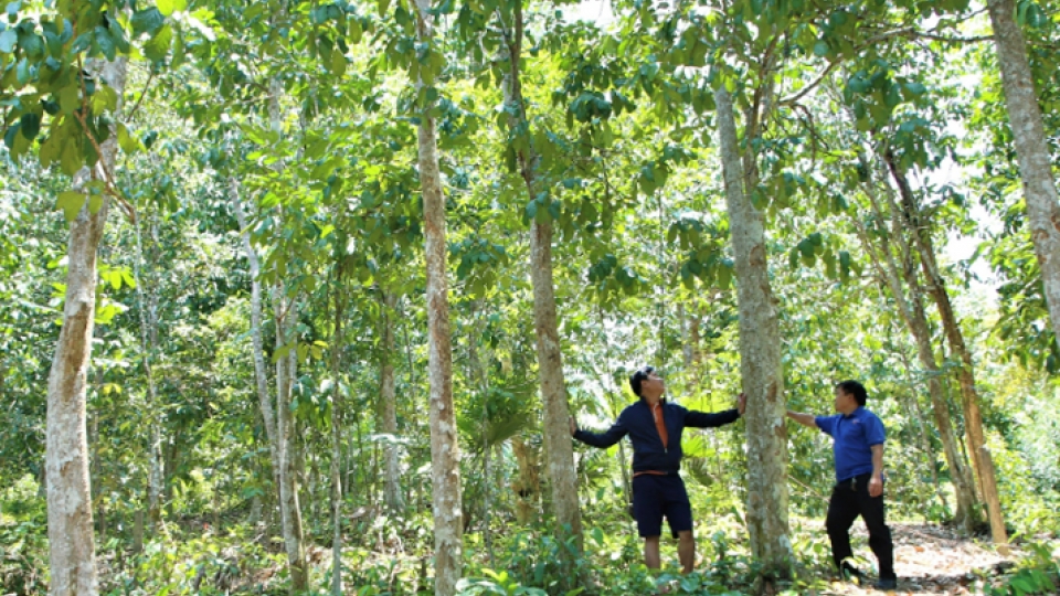 nguoi_dan_mien_nui_quang_nam_thoat_ngheo_nho_trong_rung_20250211144119.png