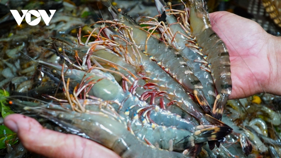 China surpasses US to become Vietnam’s largest shrimp importer