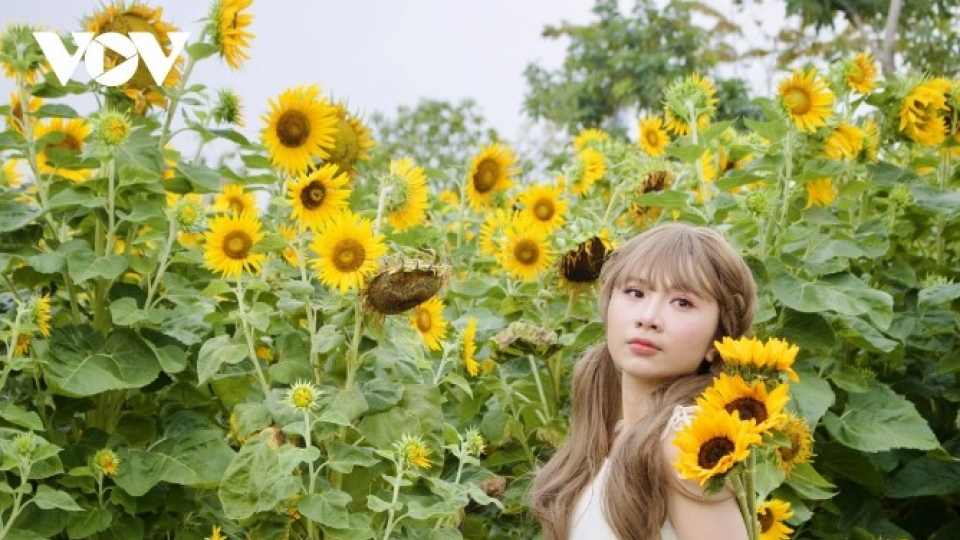 Young people hunt for stunning photos at sunflower field by Saigon River