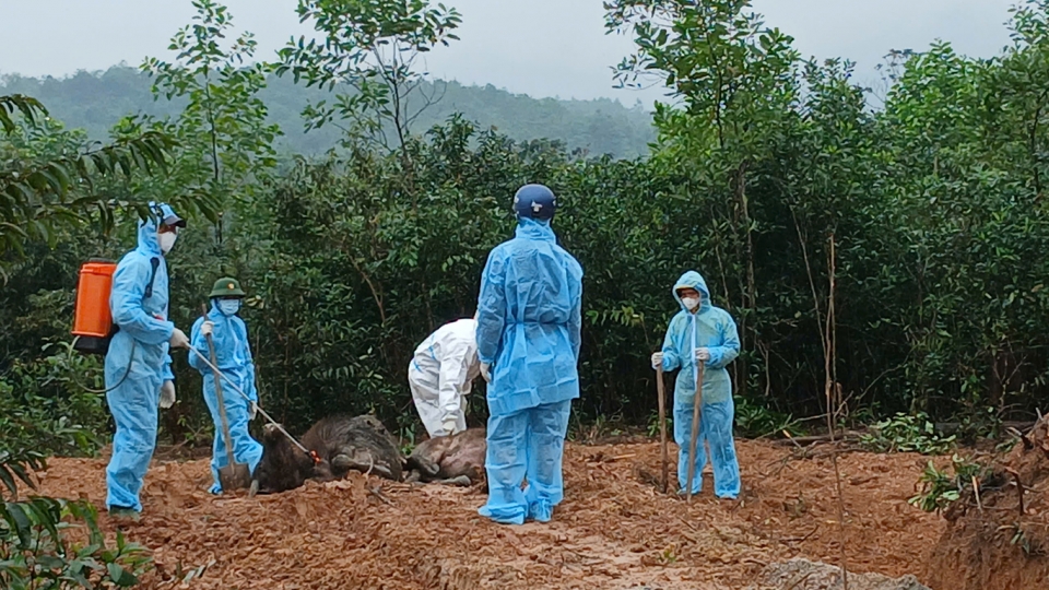 tieu_huy_trau_chet_tai_xa_ba_long_huyen_dakrong_tinh_quang_tri.jpg