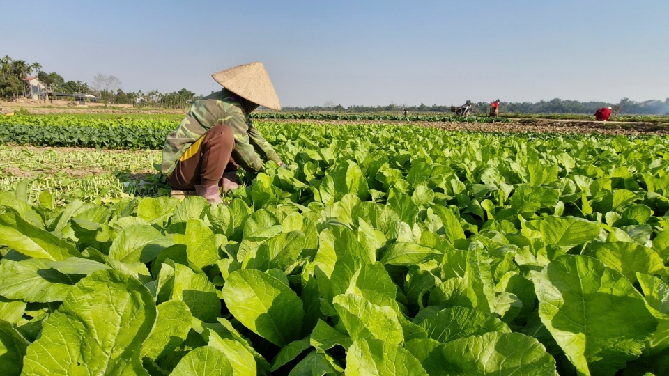 "Vựa rau" Tuy Lộc hồi sinh trong xuân sớm