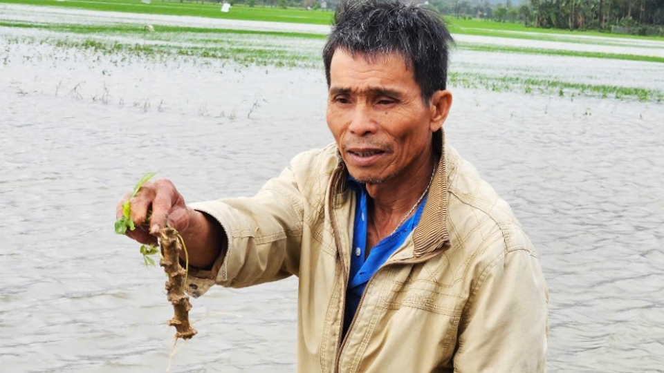 Phú Yên: Hàng ngàn ha lúa và hoa màu bị nước lũ nhấn chìm