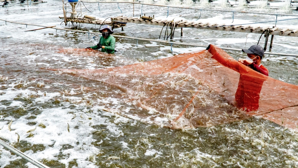 1_nuoi_tom_sieu_tham_canh_thanh_cong_se_cho_nang_suat_rat_cao.jpg