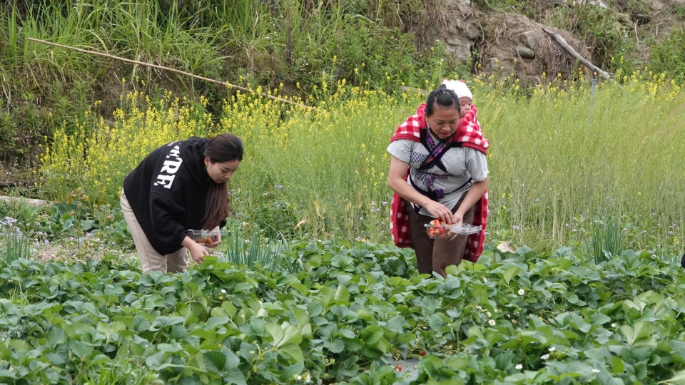 Người dân Mù Cang Chải thu hái dâu tây.jpg