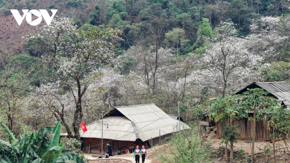 Stunning images of Ban flowers in full bloom in Dien Bien