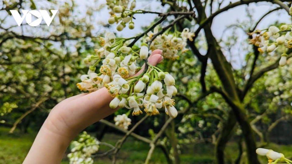 Hanoi streets in March filled with scent of grapefruit flowers