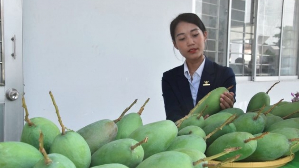 Tien Giang exports green-skinned mangos to United States