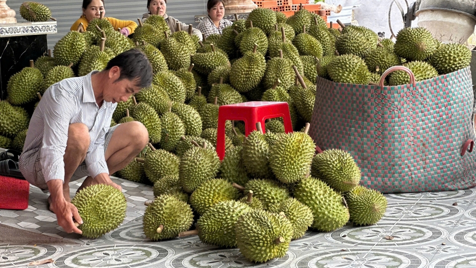 nhieu_nong_dan_tien_giang_co_thu_nhap_cao_nho_vuon_cay_sau_rieng_vu_nghich.jpg