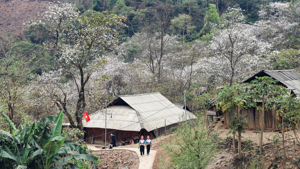 rs-hoa_no_tren_nhung_trien_doi_thoai_thoai_vuon_cao_giua_nhung_tan_rung_phong_ho_roi_len_loi_vao_tan_tung_mai_nha_cua_dong_bao_mong_noi_day.jpg