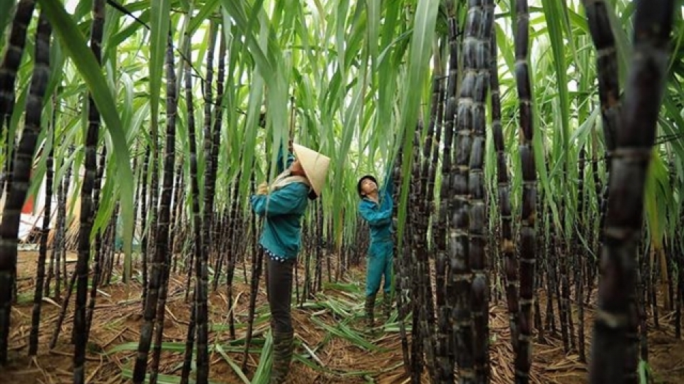 sugarcane.jpg