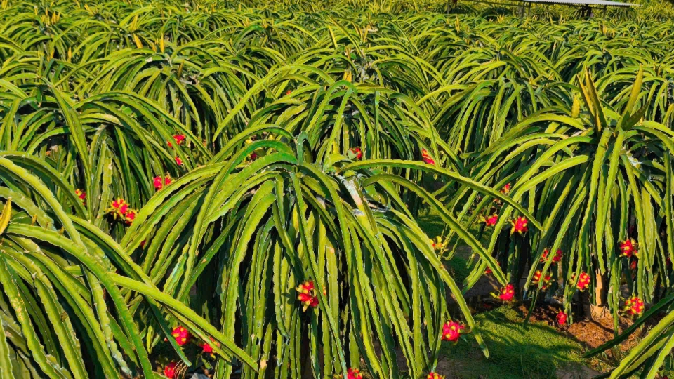 vao_mua_kho_han_nhung_vuon_cay_an_trai_tai_tinh_tien_giang_van_tot_tuoi.jpg