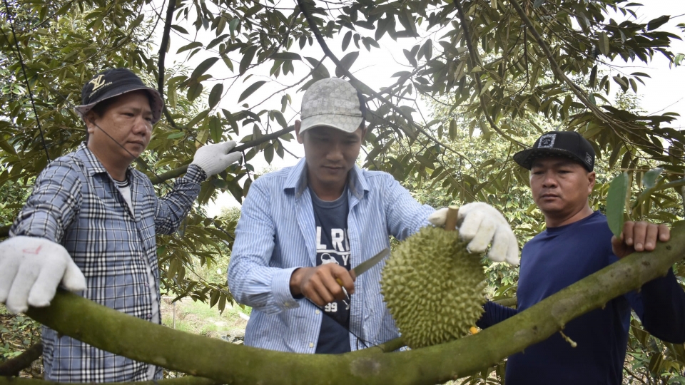 thu_hoach_sau_rieng_2.jpg