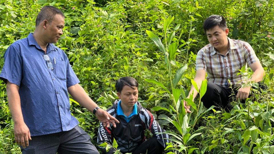 trong_rung_go_lon_huong_phat_trien_ben_vung_cua_nguoi_dan_mien_nui.png