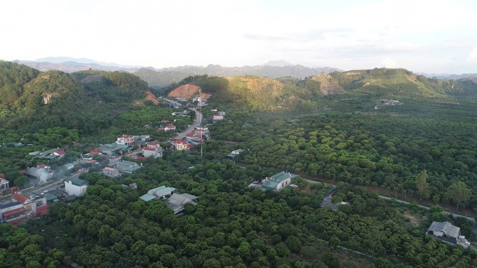 16-5_cay_an_qua_phu_xanh_dat_doc_son_la2.jpg