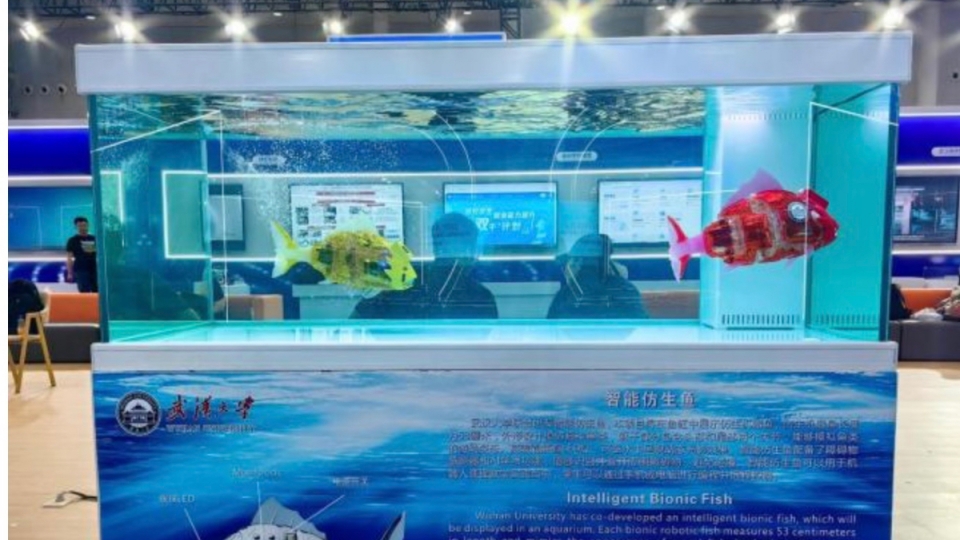 Cá rô-bốt sinh học. Ảnh_ Changjiang Daily (1).jpeg