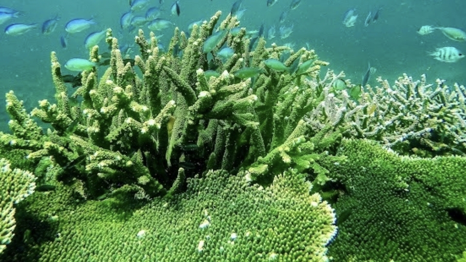 Discover the unspoiled beauty of Con Dao’s forest–sea ecosystem