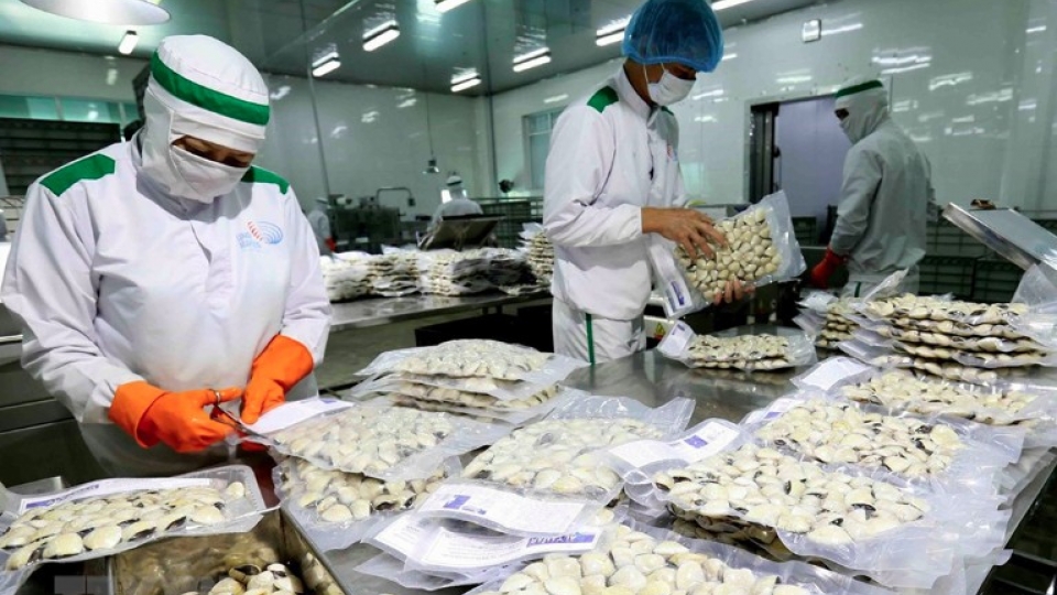 China emerges as leading importer of Vietnamese shellfish