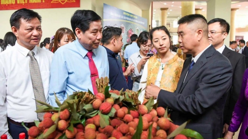 Bac Giang targets premium lychee quality, global market expansion