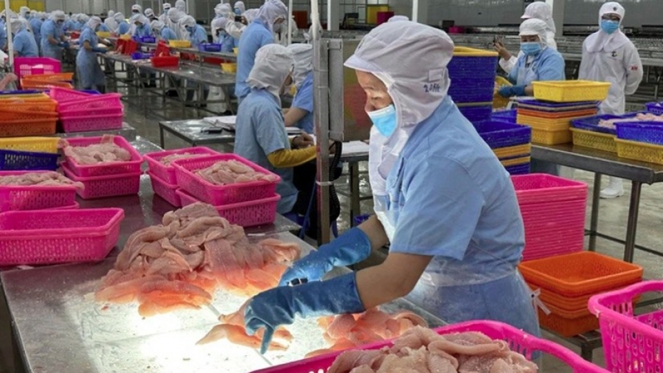 Vietnamese pangasius export prices rebound in Chinese market
