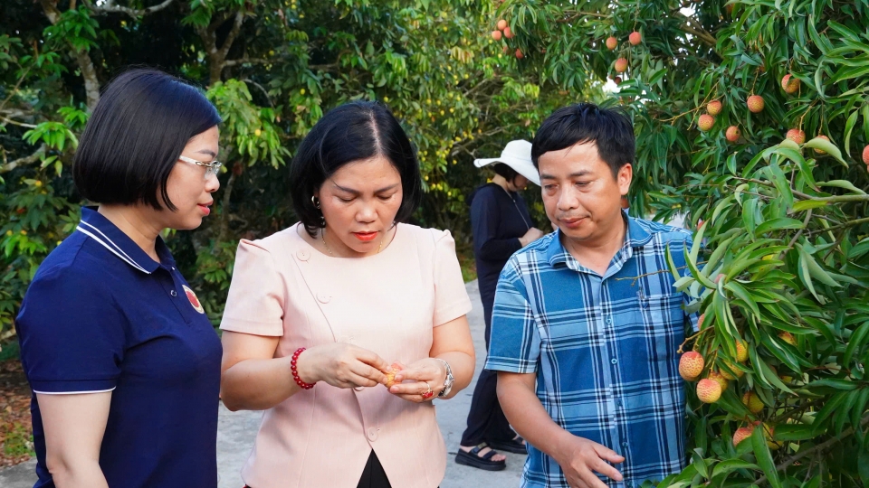 cac_ban_nganh_tinh_hai_duong_tang_cuong_huong_dan_va_giam_sat_chat_che_cong_tac_cham_soc_san_xuat_vai_dam_bao_tieu_chuan_xuat_khau_vao_cac_thi_truong_kho_tinh_nhu_my_australia_nhat_ban.jpg