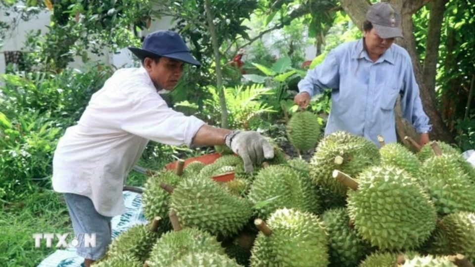 durian export.jpg