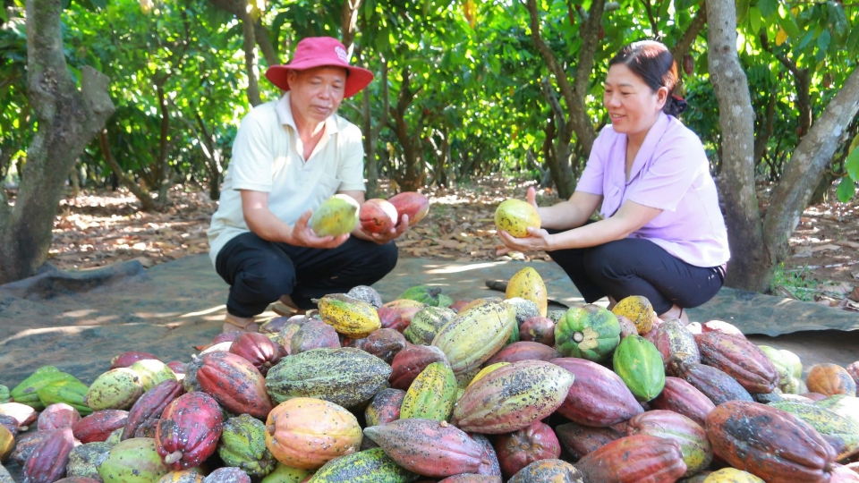 hop_tac_xa_nong_nghiep_san_xuat_hat_ca_cao_tan_thanh_xa_ea_na_huyen_krong_ana_tinh_dak_lak_da_chu_dong_san_xuat_ca_cao_theo_huong_tuan_hoan_.jpg