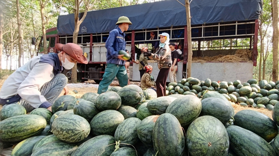 khong_chi_giam_nang_suat_san_luong_ma_gia_thanh_dua_hau_cung_giam_sau_lam_nong_dan_dieu_dung.jpg