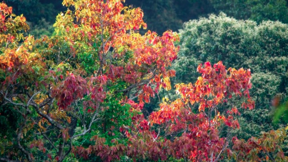 Leaf-changing season paints Son Tra in vibrant hues