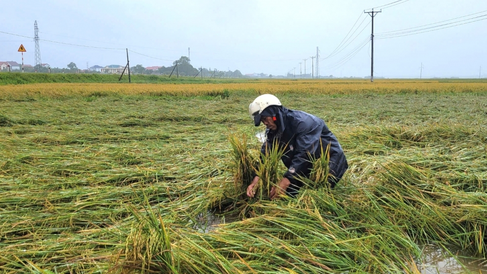 Lúa sắp thu hoạch ngã rạp, ngâm nước sau mưa dông