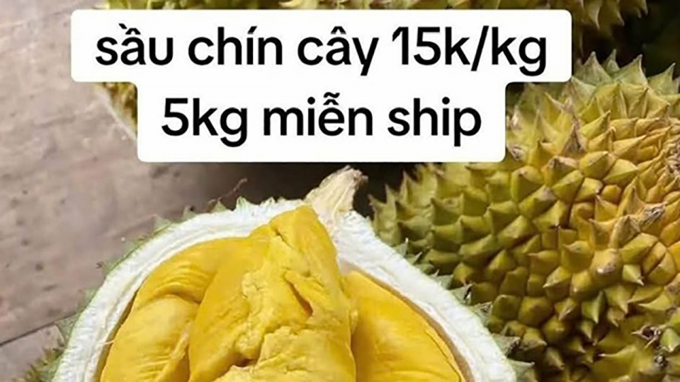 saurieng6.jpg