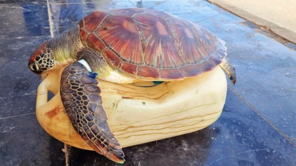 Endangered sea turtle rescued from ghost net off Quang Ngai coast