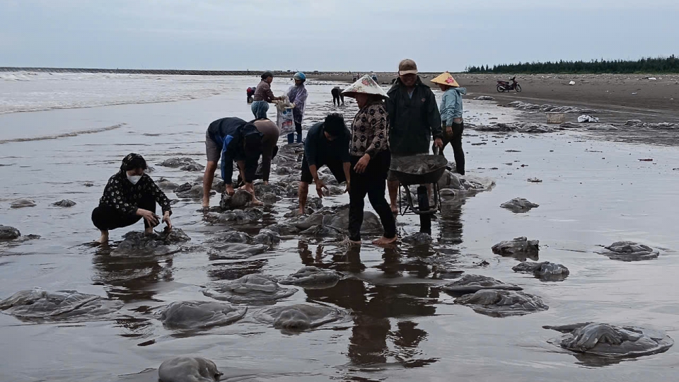 Sứa dạt vào bờ sau gió mùa, bà con trúng đậm: Chỉ 2 tiếng thu hơn chục tấn