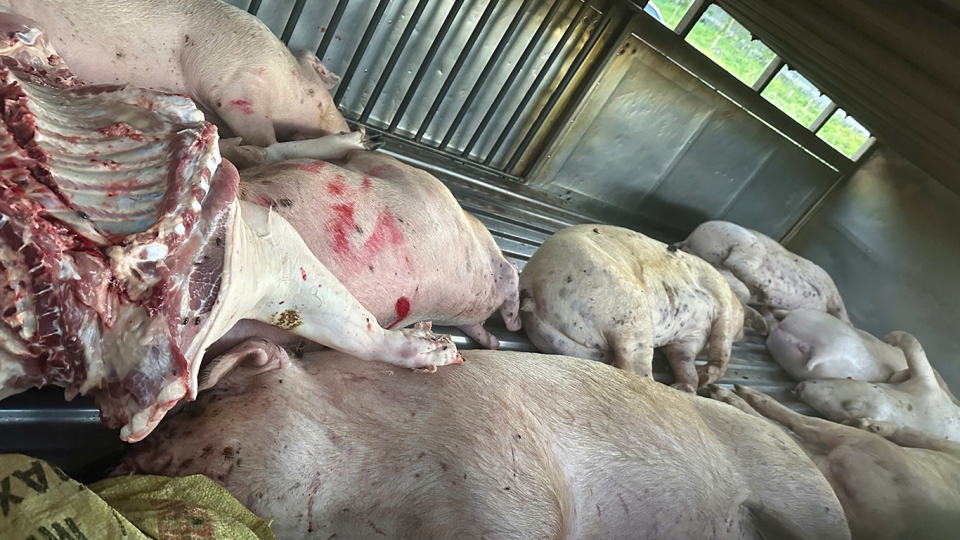 Só lợn chết bị phát hiện trên xe tải.jpg