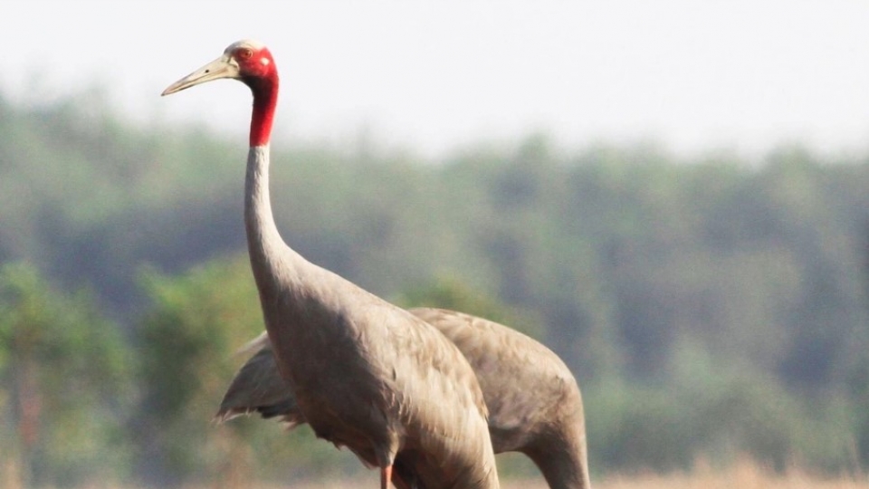 Tram Chim National Park, Saigon Zoo plan to bring red-crowned cranes to Vietnam
