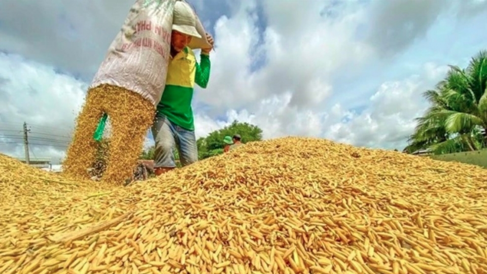 Vietnam to export first batch of low-emission rice