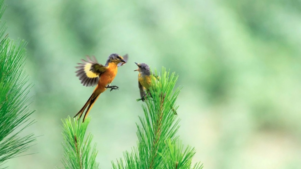 Over 70 rare bird species captured in photos at Vietnam BirdRace 2025