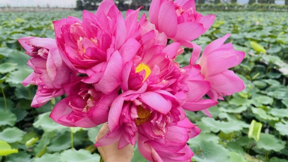 West Lake lotus - the pure beauty in the heart of Hanoi