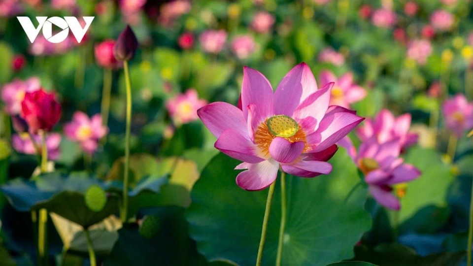 Tra Ly lotus pond – a hidden gem in Quang Nam