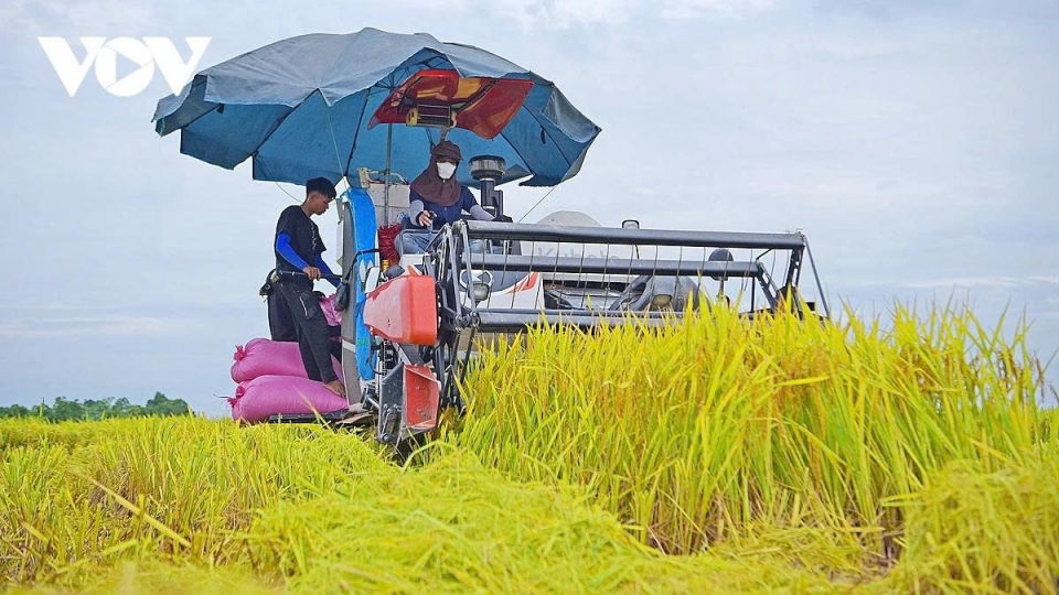Harvest season transforms Hanoi’s outskirts into a living canvas