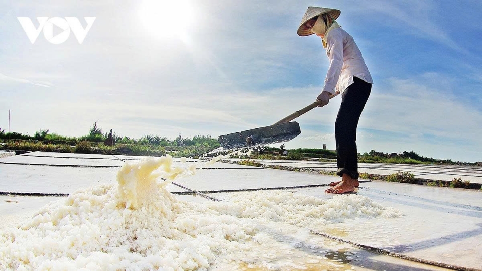 Earning their salt – the grueling life of salt makers in Nam Dinh