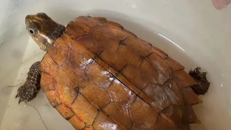 Golden turtle listed in IUCN Red List found in Ha Tinh