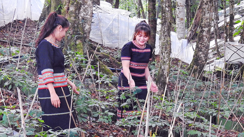 vuon_sam_ngoc_linh_tren_nui_ngoc_linh_thuoc_dia_ban_huyen_tu_mo_rong_tinh_kon_tum.jpg